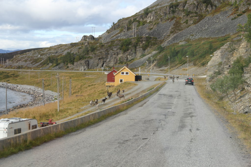 På väg ut till Hammerfest, några renar. 